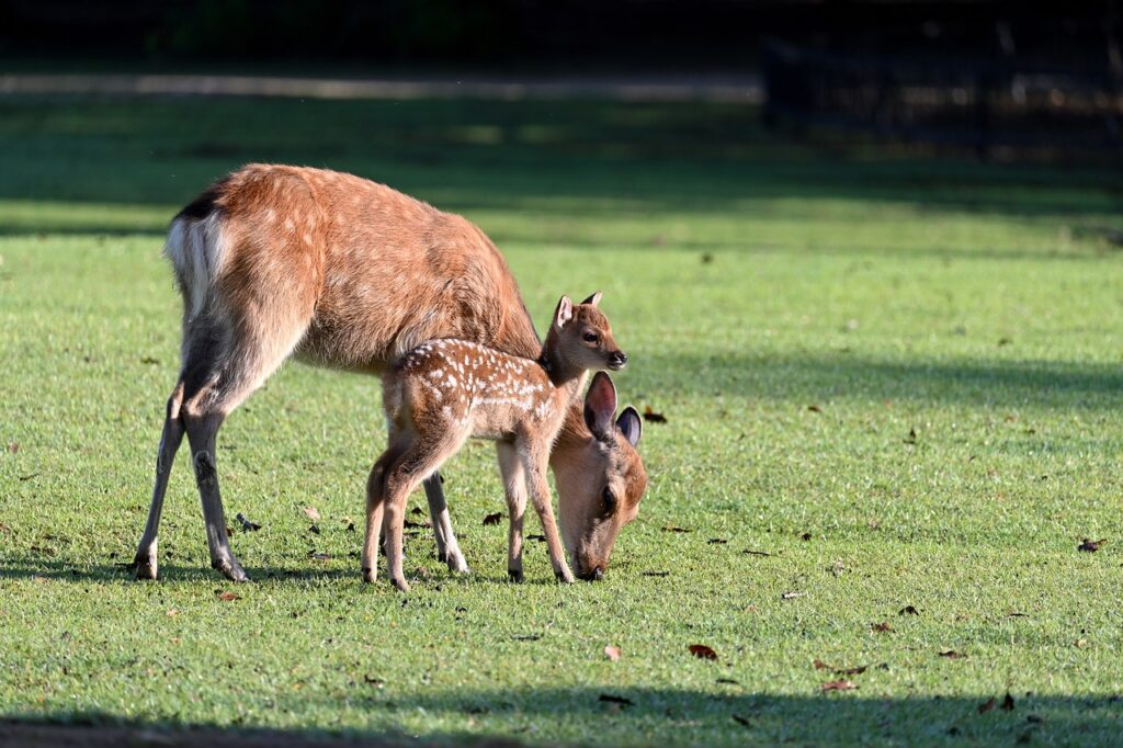 deer, parent child, morning-5326958.jpg