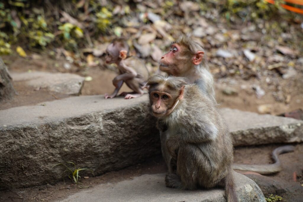 monkey, mammal, wildlife-6972088.jpg