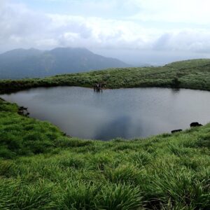 wayanad, kerala, landscape, green, nature, water, grass
