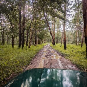 drive, nature, travel, exploration, outdoors, trip, wilderness, jeep, forest, trees, road, wildlife sanctuary, woods, path, adventure, wayanad, muthanga, sanctuary, safari, wayanad, wayanad, wayanad, wayanad, wayanad