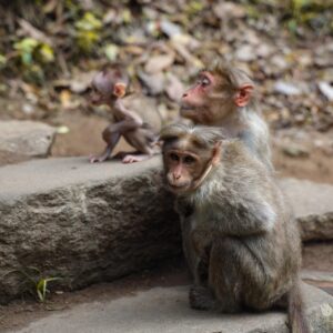 monkey, mammal, wildlife, animal, wild, species, fauna, primate, nature, wayanad, kerala
