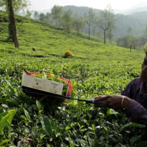 A woman harvesting tea leaves in a lush plantation in Wayanad, India.