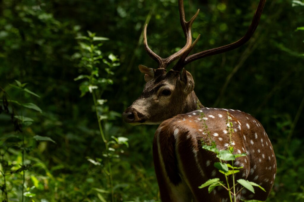 A spotted deer with antlers captured in dense forest light in Wayanad, India.