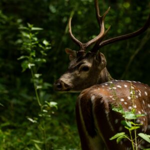 A spotted deer with antlers captured in dense forest light in Wayanad, India.