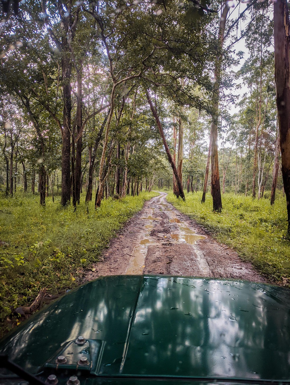 drive, nature, travel, exploration, outdoors, trip, wilderness, jeep, forest, trees, road, wildlife sanctuary, woods, path, adventure, wayanad, muthanga, sanctuary, safari, wayanad, wayanad, wayanad, wayanad, wayanad
