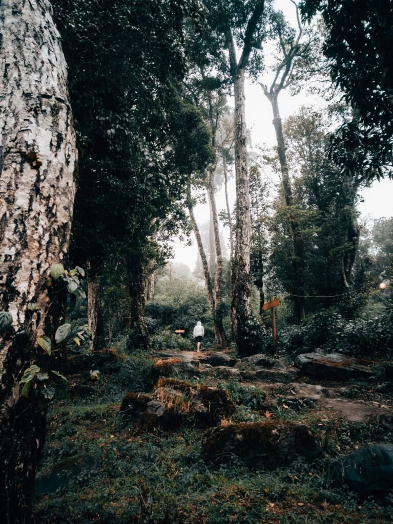 2 Days in Wayanad Solo: A Backpacker's Adventure Itinerary cover 3037