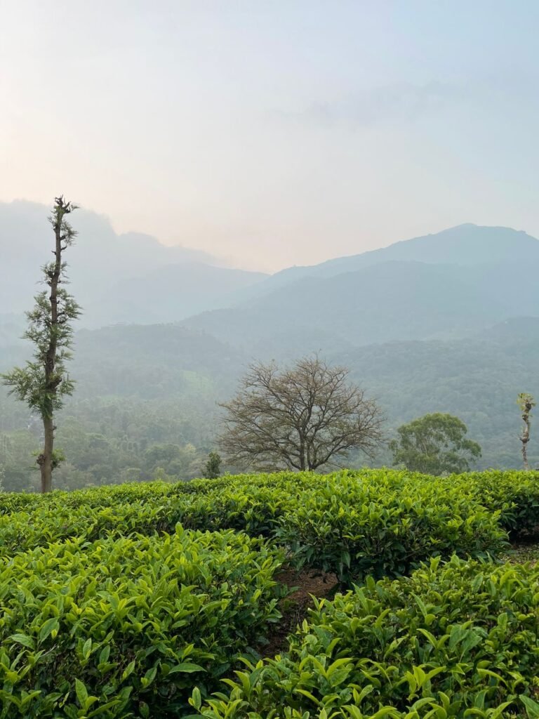 Tea Estates of Wayanad: Where to Walk Among the Green Hills cover 3044
