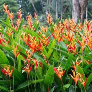 Heliconia Plant