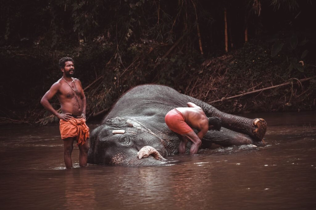 Elephant Safety in Wayanad: What Tourists Should Actually Know cover 3212