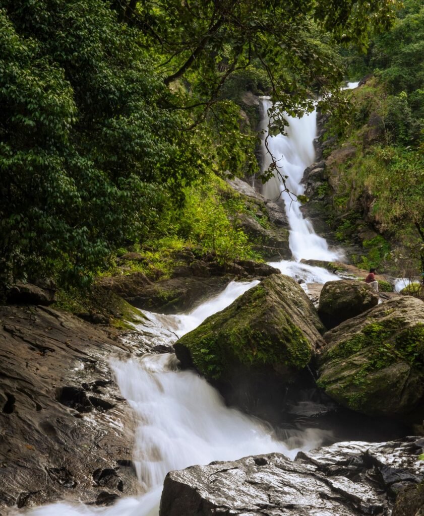 Wayanad for Nature Lovers: A Slow Travel Itinerary cover 3475